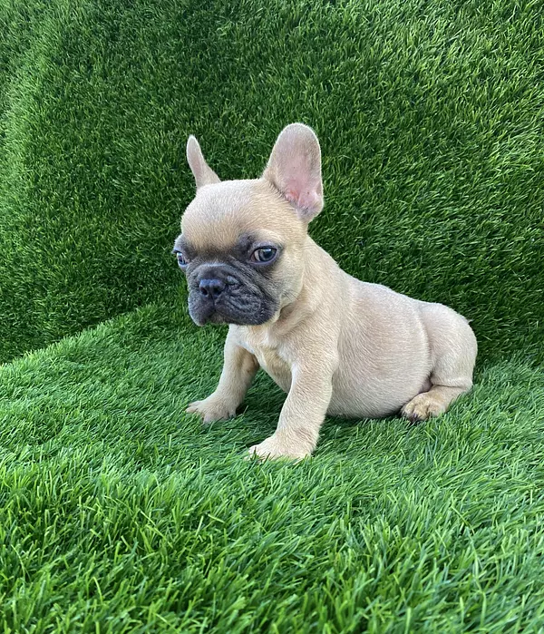 animales y mascotas - Bulldog Francés  9