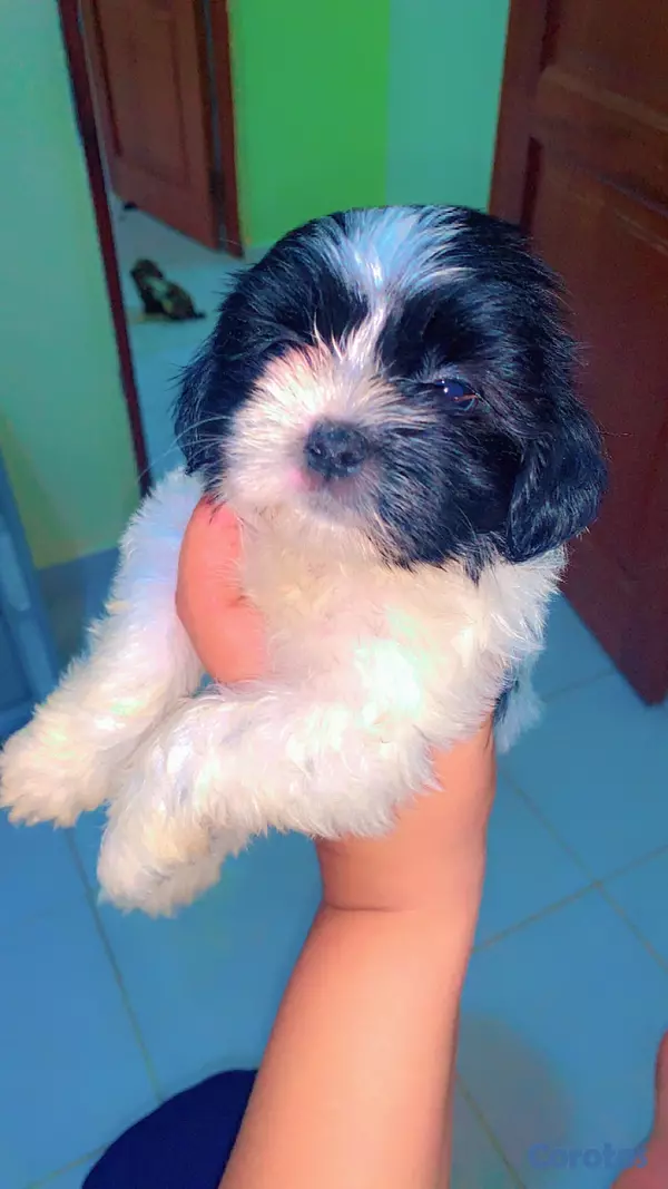 animales y mascotas - Perrito ShitPoo Hembra  3