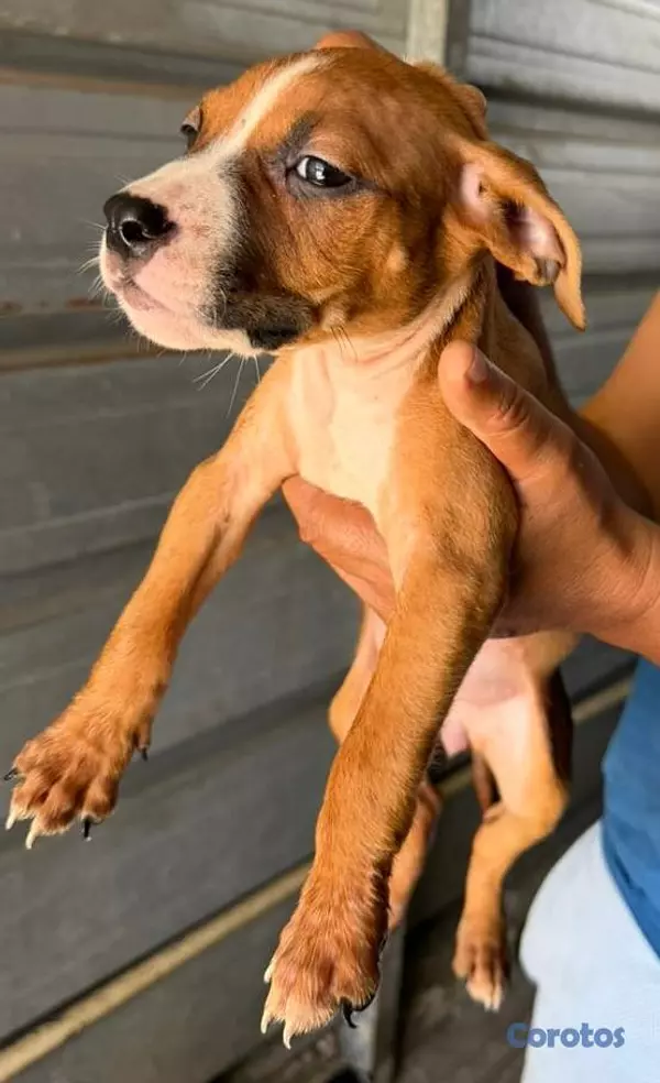 animales y mascotas - Hermosas cachorras American Pitbull Terrier en ven 5