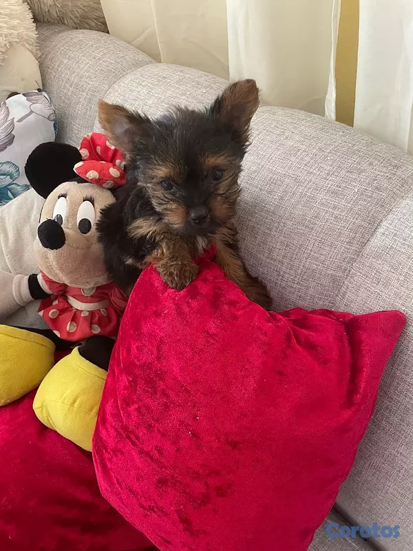 animales y mascotas - Yorkie Macho  7