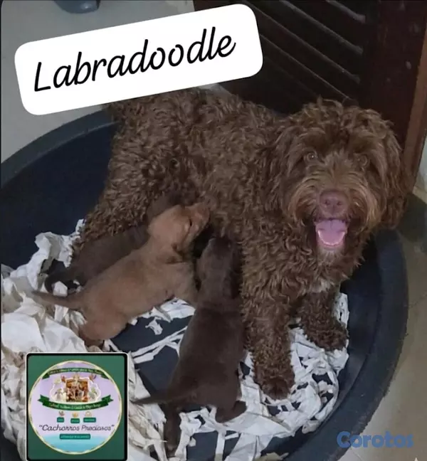 animales y mascotas - Labradoodle  2