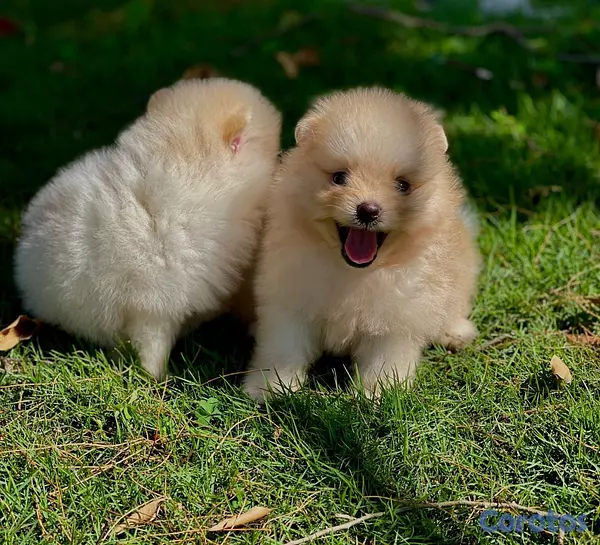 animales y mascotas - hermosos cachorritos pomeraia mini toy 5