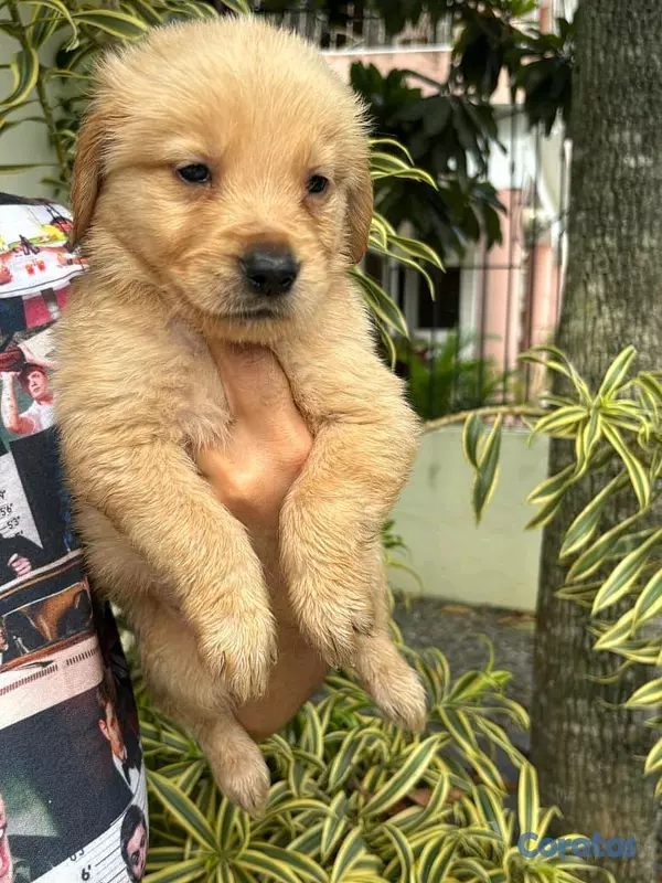 animales y mascotas - hermosos cachorritos de golden retriever  3