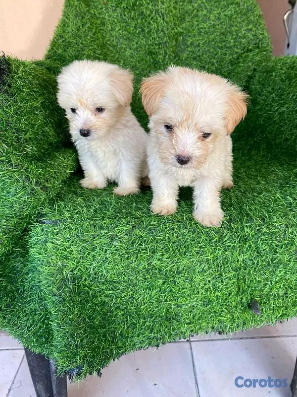animales y mascotas - hermosos cachorritos maltipoo mini 2