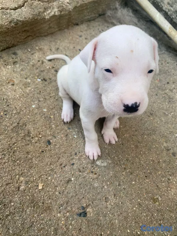 animales y mascotas - dogo argentino  6