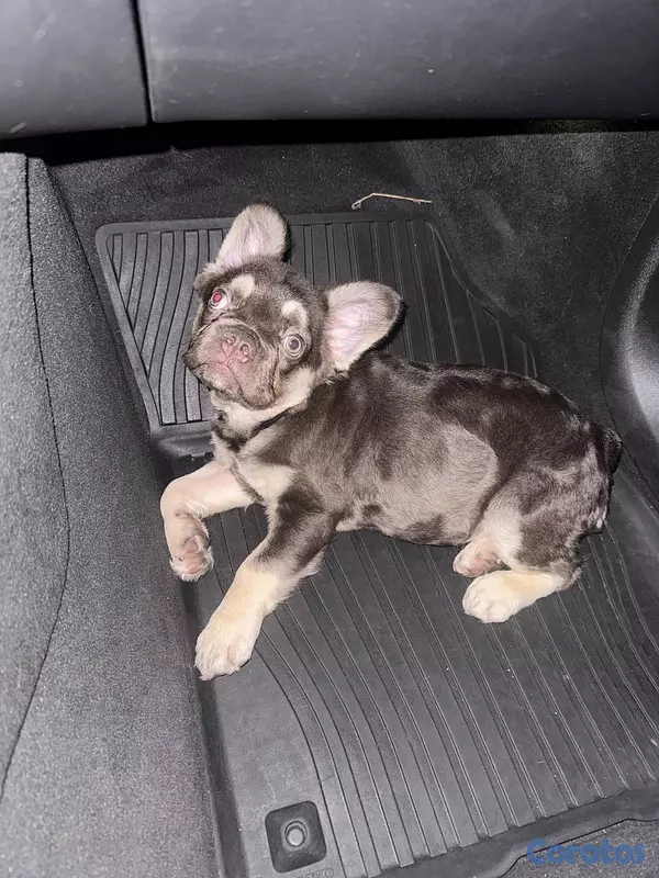 animales y mascotas - Bulldog Francés Fluffy Hembra  4