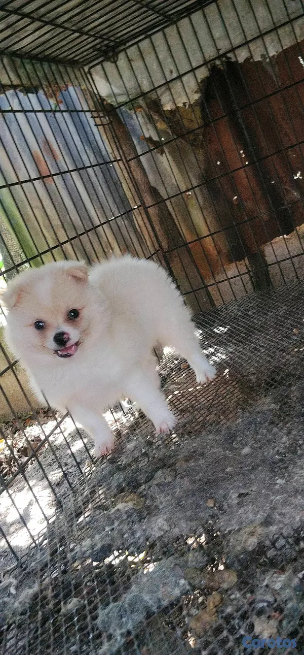 Otros productos - Pomerania  2