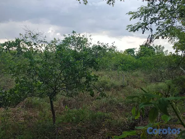 otros inmuebles - 🔵Finca 5,000 Tareas de limón en producción en Mont 1