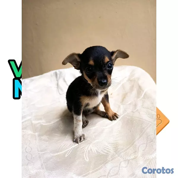 animales y mascotas - Chihuahuas Cabeza de Venado  3