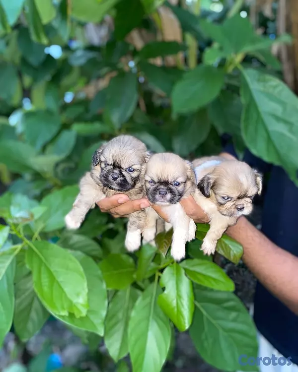 animales y mascotas - Pekinés 2