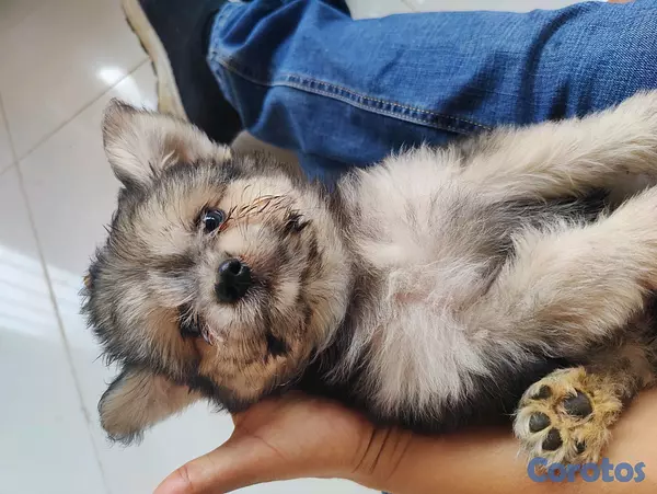 animales y mascotas - hermosa cachorra shihpoo, shih poo, poodle, peluche 2