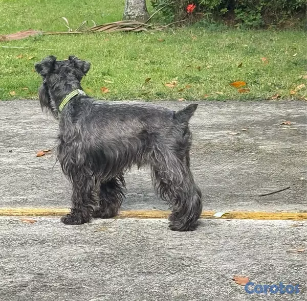 animales y mascotas - Monta Schnauzer mini 35 cm altura  2