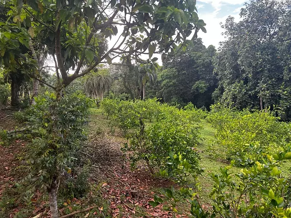 solares y terrenos - Finca de Limón con casa campestre  2