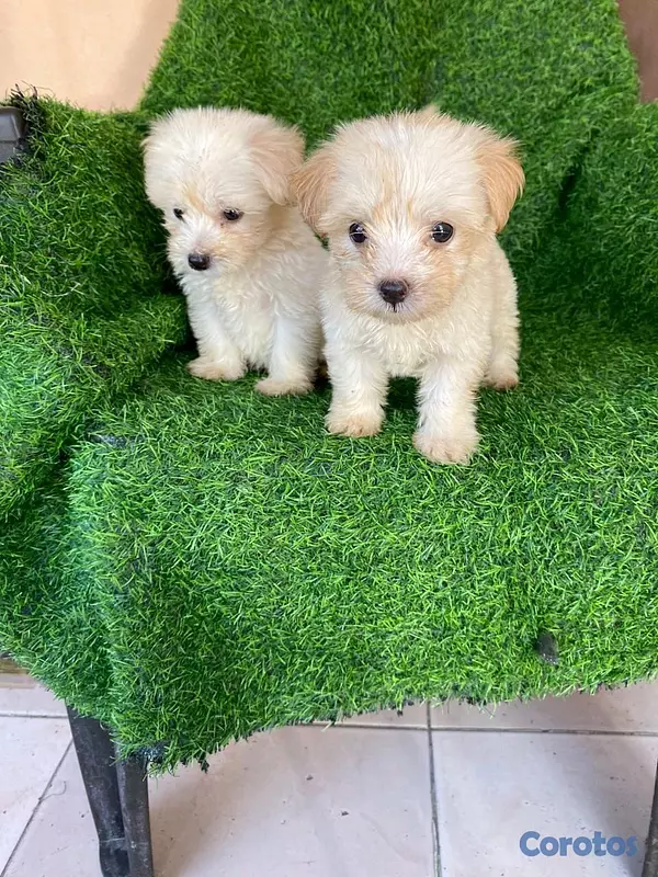 animales y mascotas - hermosos cachorritos maltipoo mini 3