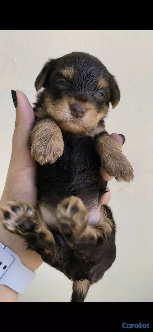 animales y mascotas -  yorkie mix 2