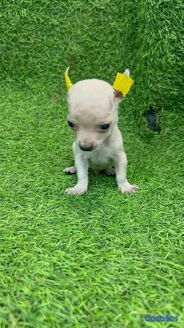 animales y mascotas - Hermosos cachorritos de chihuahua  6