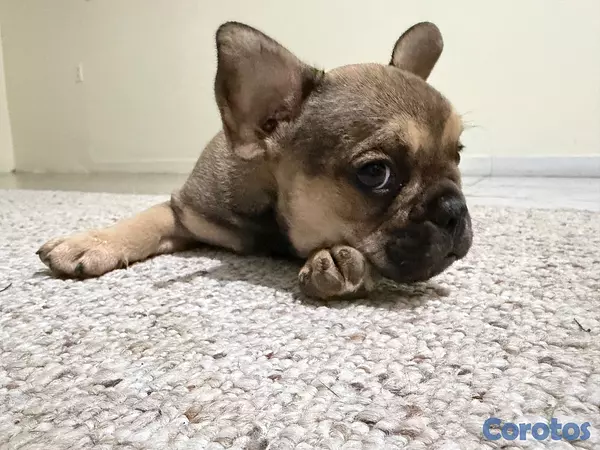 animales y mascotas -  ¡BULLDOG FRANCÉS EN VENTA! 3