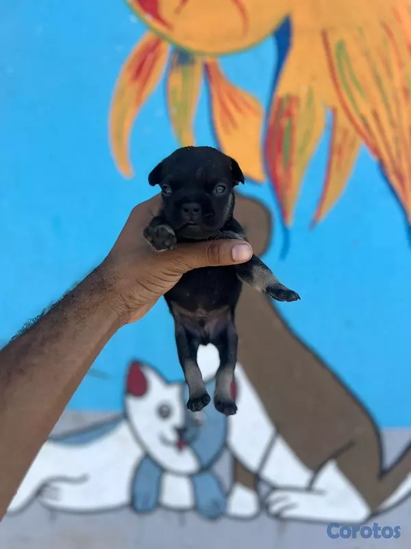animales y mascotas - cachorros bulldog francés  2