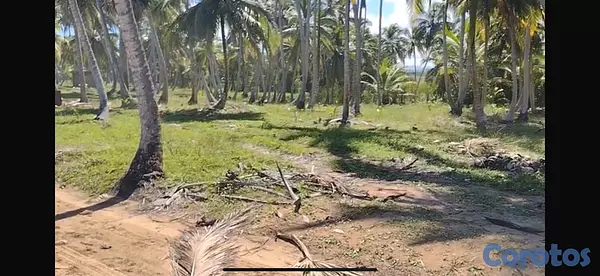 solares y terrenos - Terreno Frente a la playa - 17,615 m² - Sabana de  10