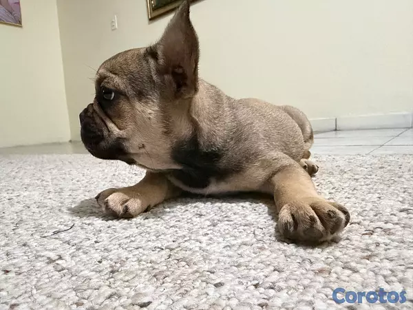 animales y mascotas -  ¡BULLDOG FRANCÉS EN VENTA! 2
