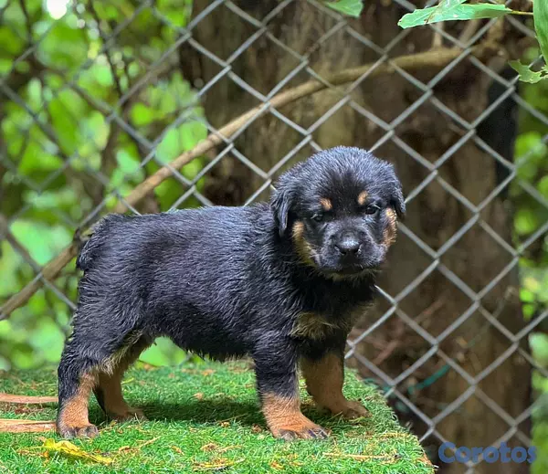 animales y mascotas - hermosos Cachorros de rottwailer de la mejor linea del pais  2