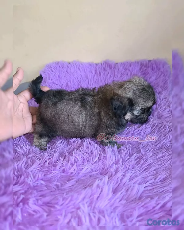 animales y mascotas - Shih tzu ( hembra ) 2