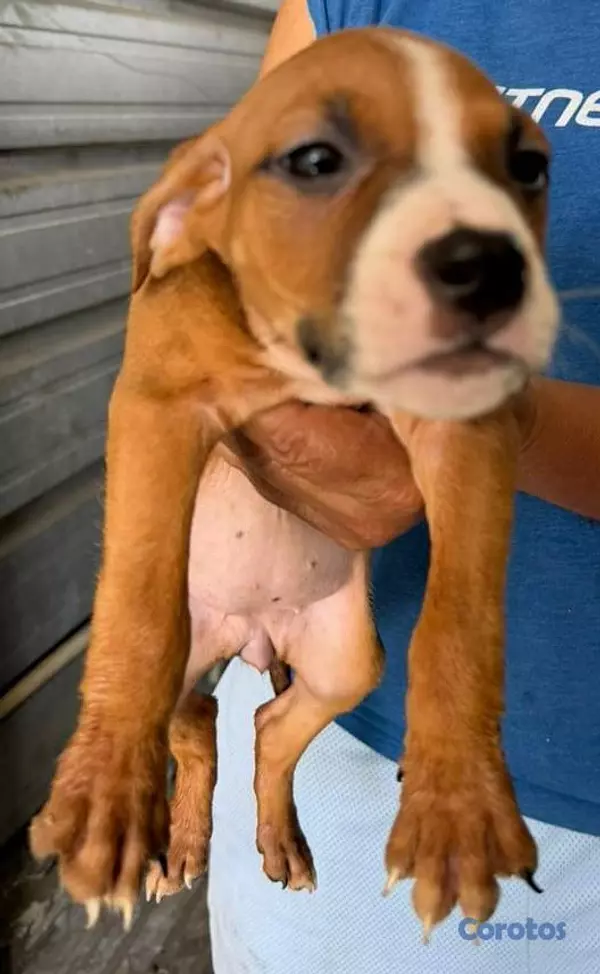 animales y mascotas - Hermosas cachorras American Pitbull Terrier en ven 6