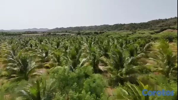 solares y terrenos - Finca de coco Enanos, Favor Solo cliente no broker 2