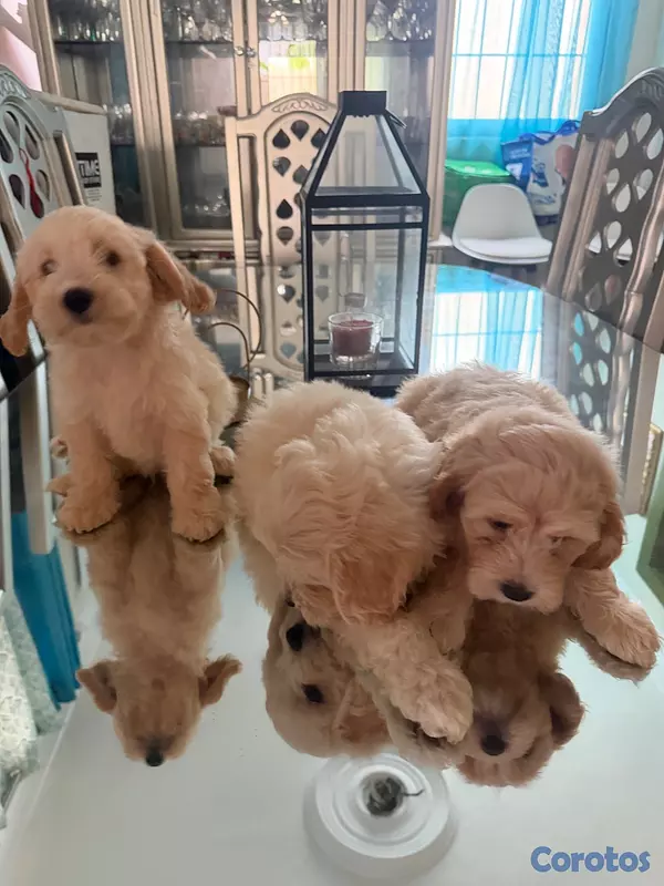 animales y mascotas - Vendo Cocker Spaniels 8