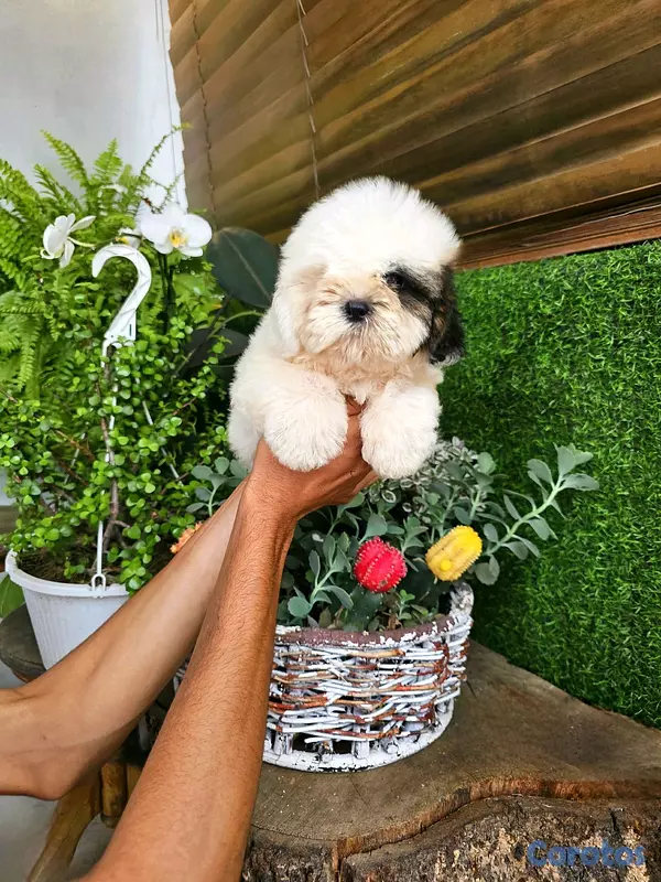 animales y mascotas - Shitzu mini super pequeñito y peluditos 100% 5
