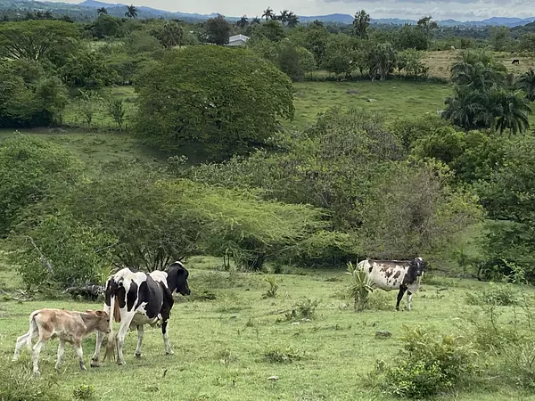 solares y terrenos - finca ganaderas en puerto plata  2