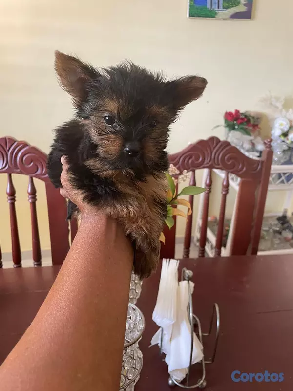 animales y mascotas - Yorkie Macho  8