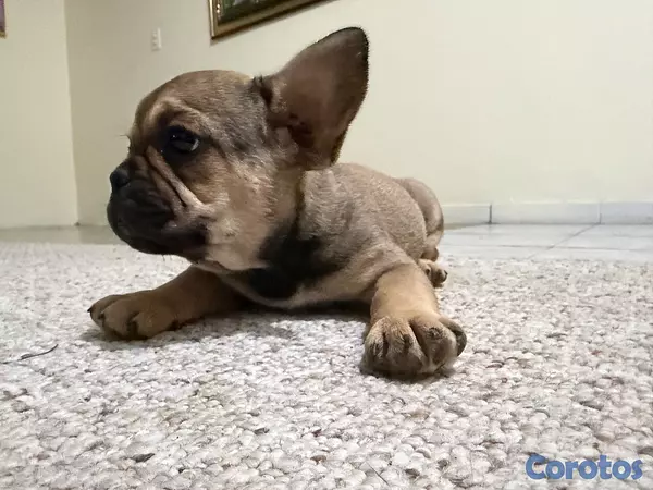 animales y mascotas -  ¡BULLDOG FRANCÉS EN VENTA! 4