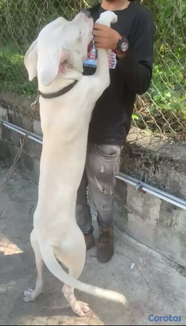 animales y mascotas - Dogo argentino disponible ambos sexo en 11 mil  2