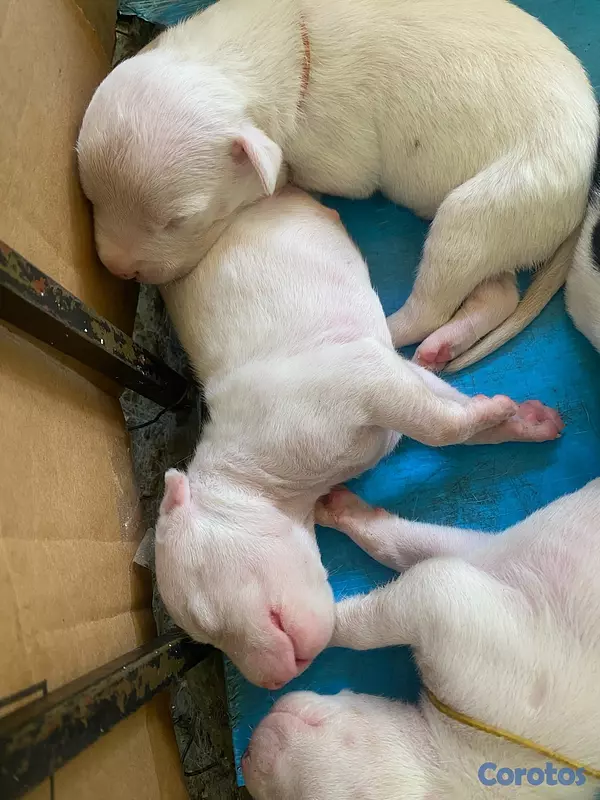 animales y mascotas - Dogo argentino disponible interesado escribir  2