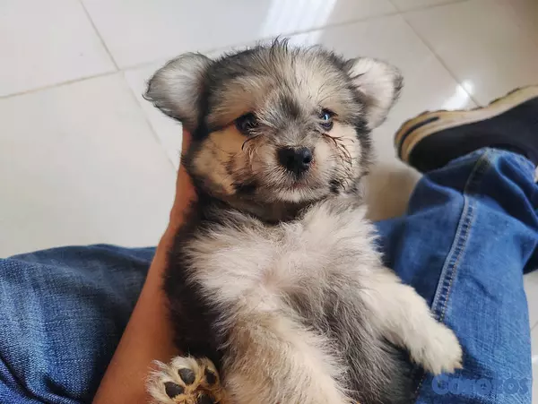 animales y mascotas - hermosa cachorra shihpoo, shih poo, poodle, peluche 3