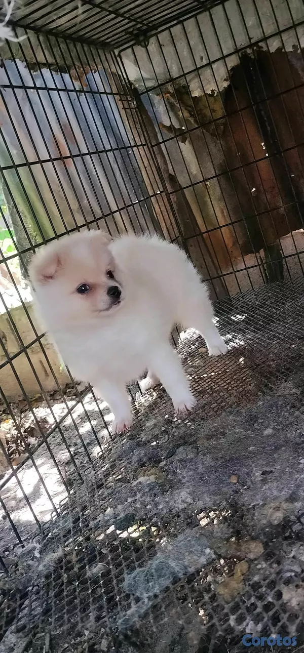 Otros productos - Pomerania  3