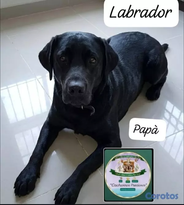 animales y mascotas - Labradoodle  3