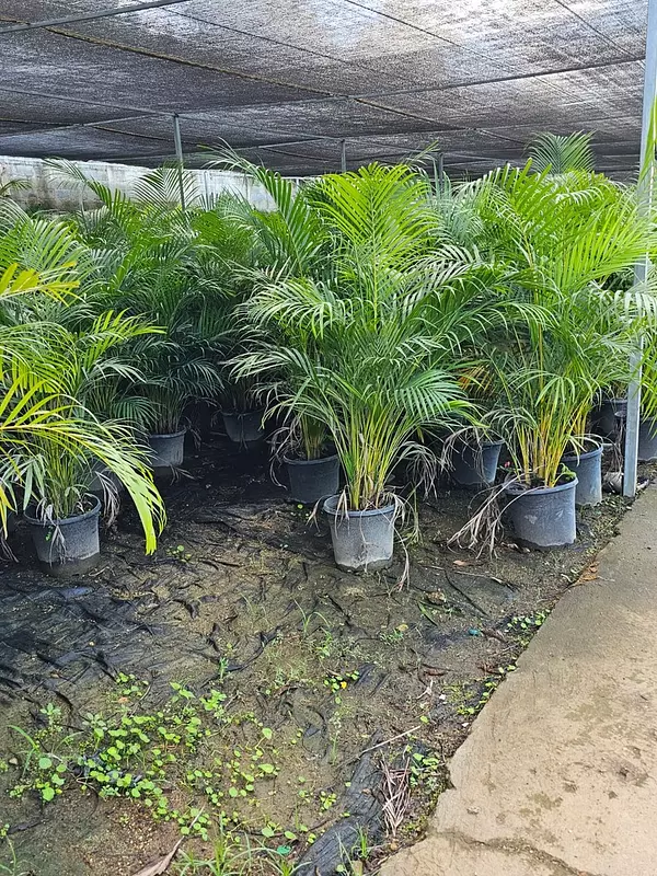herramientas, jardines y exterior - Ventas de Palmas Arecas 2