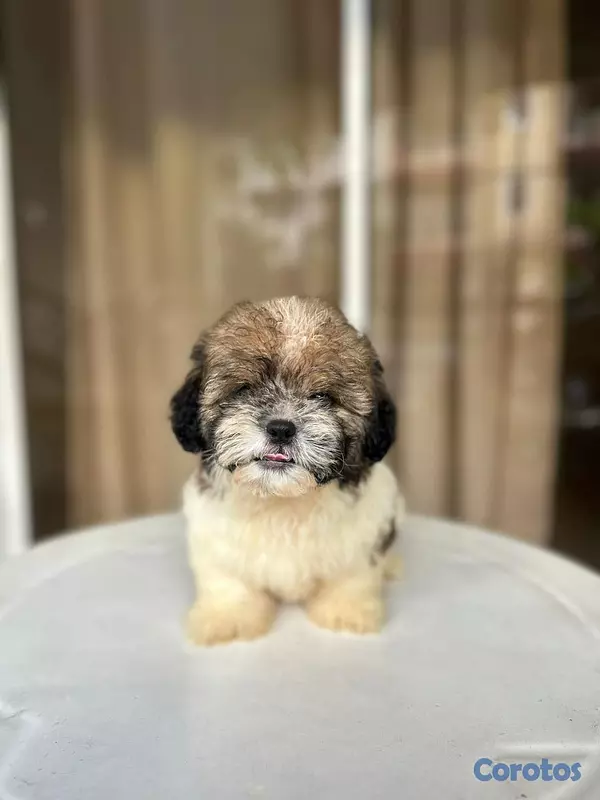 animales y mascotas - OFERTA DE MADRE CACHORRO SHIPOO MACHO UBICADO EN S 2