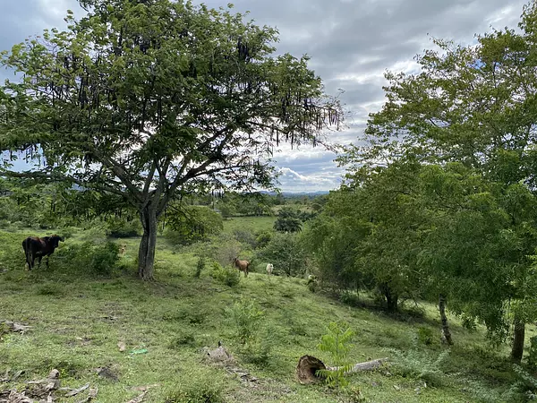 solares y terrenos - finca ganaderas en puerto plata  4