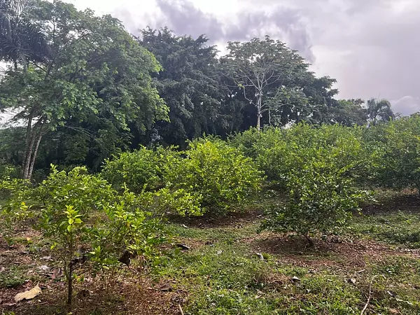 solares y terrenos - Finca de Limón con casa campestre  5