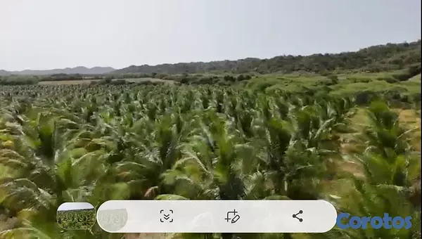 solares y terrenos - Finca de coco Enanos, Favor Solo cliente no broker 4