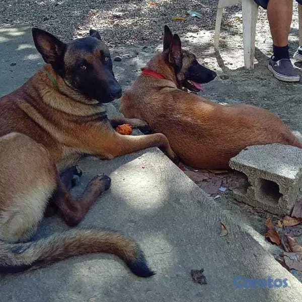 animales y mascotas - Perritos en Adopción 2