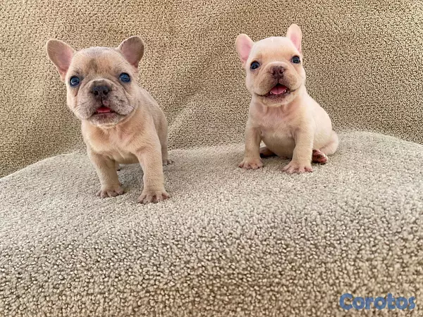 animales y mascotas - bulldog frances  5