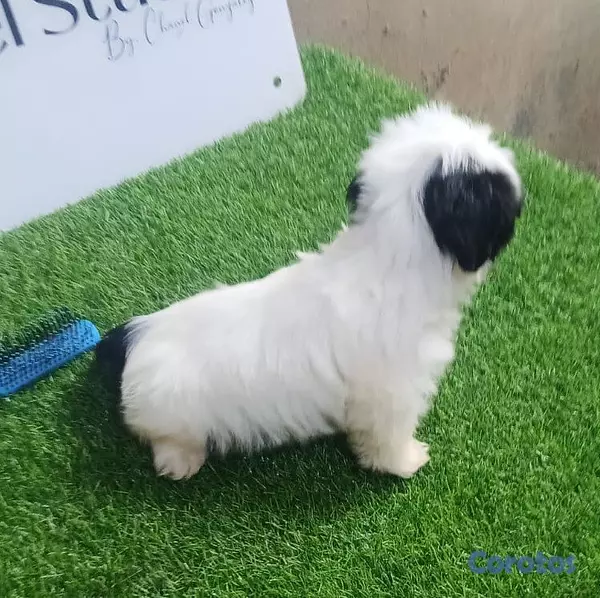 animales y mascotas - Shipoo macho excelente calidad 2