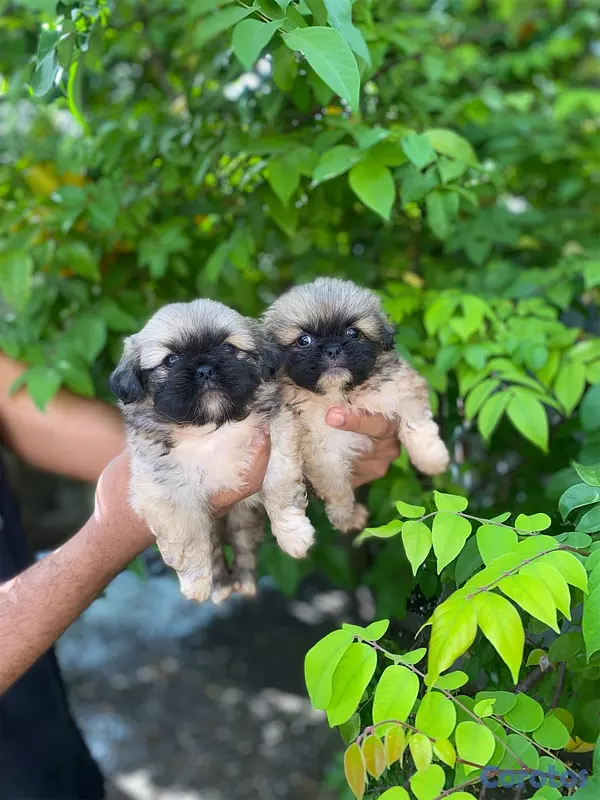 animales y mascotas - Pekinés  4