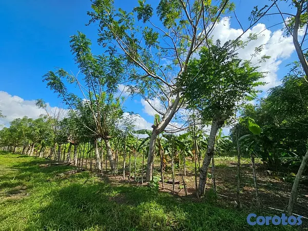 solares y terrenos - Gran Finca Ganadera en San Francisco de Macoris de 10