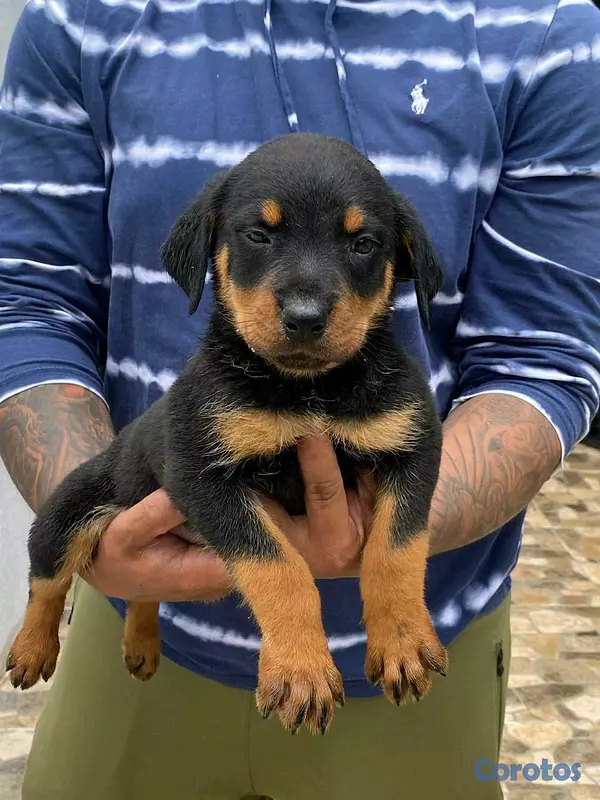 animales y mascotas - hermosos Cachorros Rottwailer ambos sexo 7