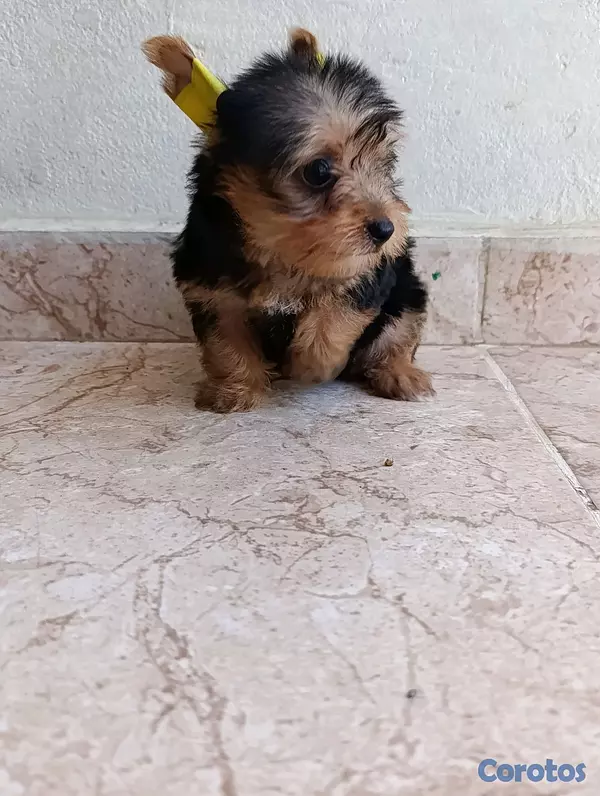 animales y mascotas - Cachorrita yorkie hembra.  5